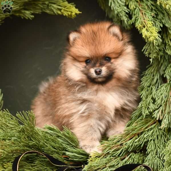 Cinnamon, Pomeranian Puppy