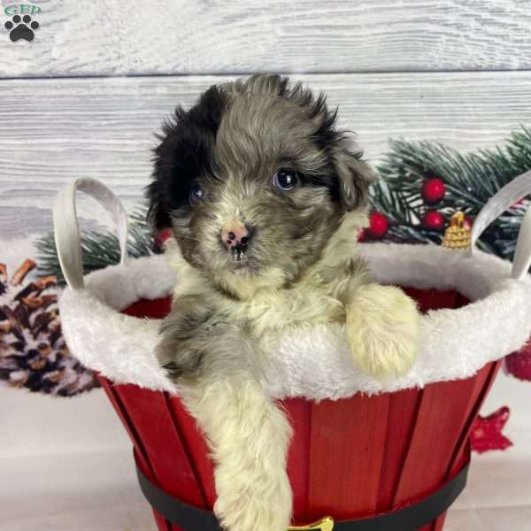 Liberty, Mini Aussiedoodle Puppy