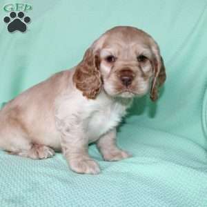 Jingles, Cocker Spaniel Puppy