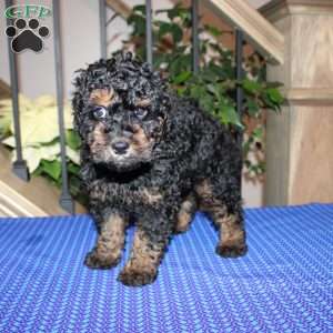 Annie, Mini Whoodle Puppy