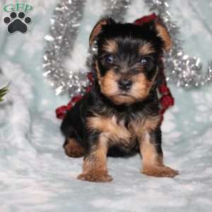 David, Yorkie Puppy