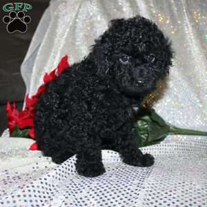 Bella, Miniature Poodle Puppy