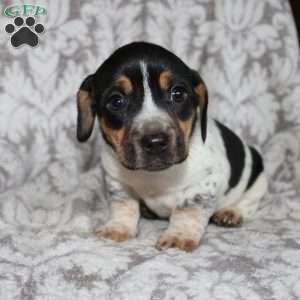 Dean, Jack Russell Mix Puppy