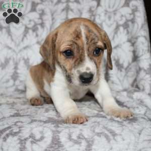 David, Jack Russell Mix Puppy