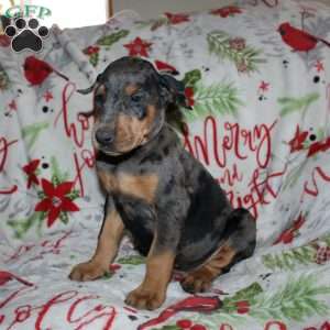 Reggie, Doberman Mix Puppy