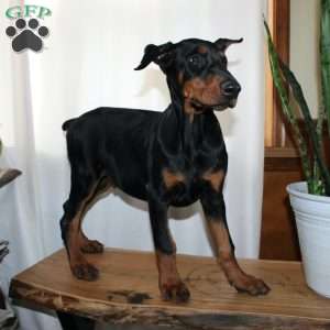 Frankencense, Doberman Pinscher Puppy