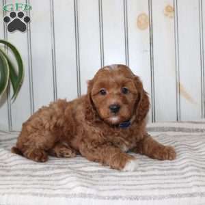 Rambo, Cavapoo Puppy