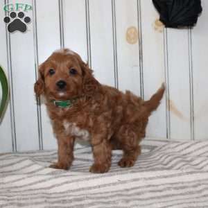 Rascal, Cavapoo Puppy