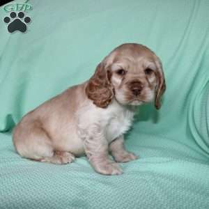 Jingles, Cocker Spaniel Puppy