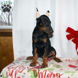 Ethan, Doberman Pinscher Puppy