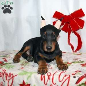 Frankencense, Doberman Pinscher Puppy