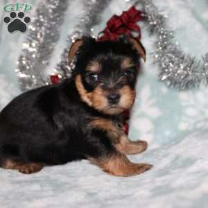 David, Yorkie Puppy