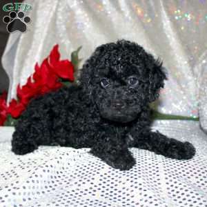 Bella, Miniature Poodle Puppy