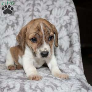 David, Jack Russell Mix Puppy