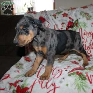 Reggie, Doberman Mix Puppy