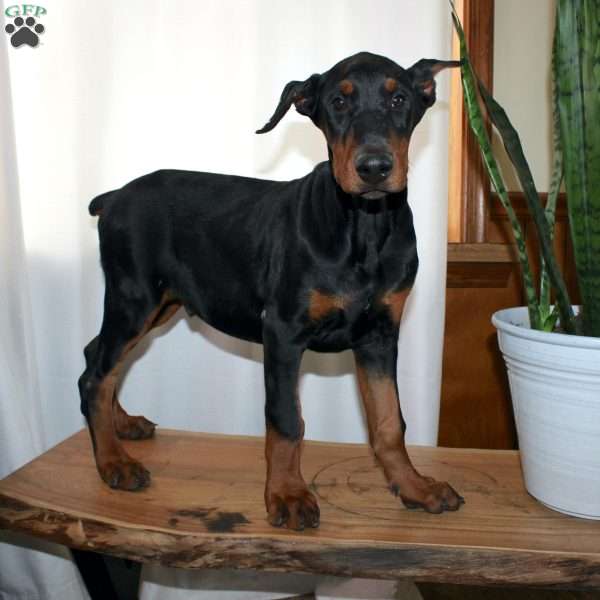 Frankencense, Doberman Pinscher Puppy