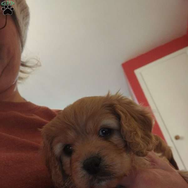 Bells, Cavapoo Puppy