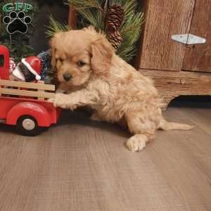 Bells, Cavapoo Puppy