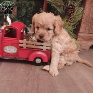 Bells, Cavapoo Puppy