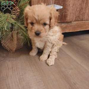 Bells, Cavapoo Puppy