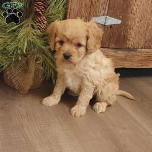 Bells, Cavapoo Puppy