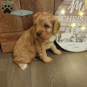 Mistletoe, Cavapoo Puppy