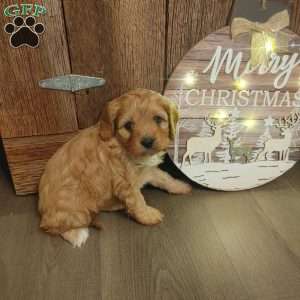 Mistletoe, Cavapoo Puppy