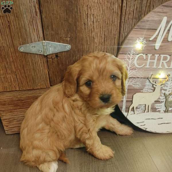 Mistletoe, Cavapoo Puppy