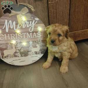 Mistletoe, Cavapoo Puppy