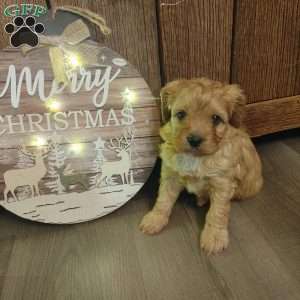 Mistletoe, Cavapoo Puppy