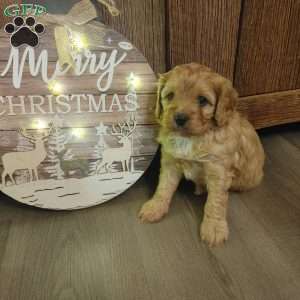 Mistletoe, Cavapoo Puppy