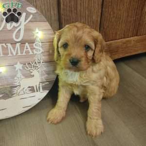 Mistletoe, Cavapoo Puppy