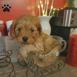 Rudolph, Cavapoo Puppy