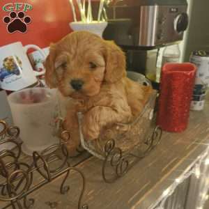 Rudolph, Cavapoo Puppy