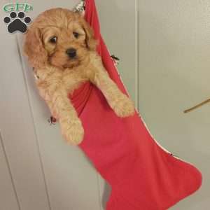 Rudolph, Cavapoo Puppy