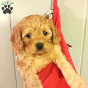 Rudolph, Cavapoo Puppy