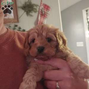 Rudolph, Cavapoo Puppy