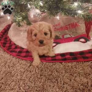 Rudolph, Cavapoo Puppy