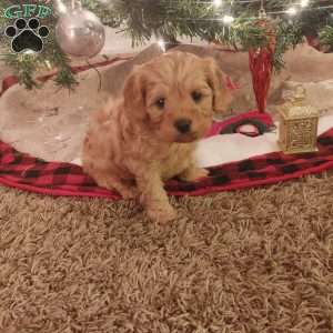 Rudolph, Cavapoo Puppy