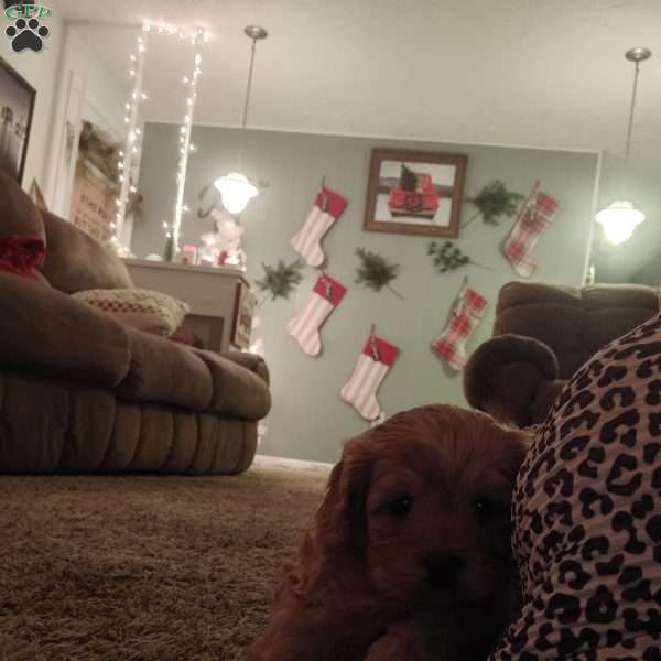 Rudolph, Cavapoo Puppy