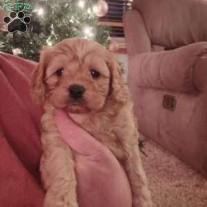 Rudolph, Cavapoo Puppy