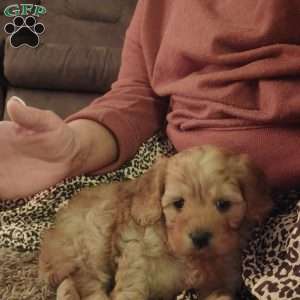 Rudolph, Cavapoo Puppy