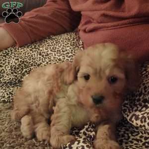 Rudolph, Cavapoo Puppy