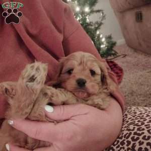 Rudolph, Cavapoo Puppy