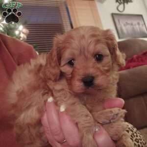 Rudolph, Cavapoo Puppy