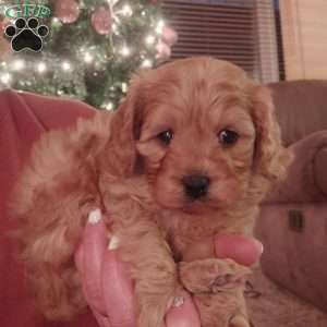 Rudolph, Cavapoo Puppy