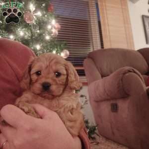 Rudolph, Cavapoo Puppy