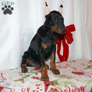 Ethan, Doberman Pinscher Puppy