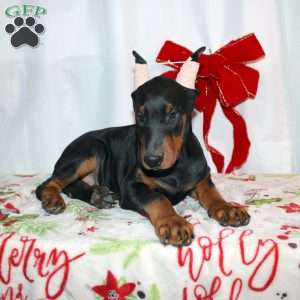 Frankencense, Doberman Pinscher Puppy