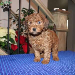 Allen, Mini Whoodle Puppy